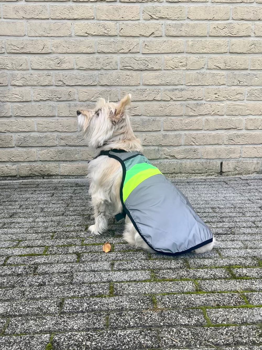 Gilet pour chien GoFluo – Moonlight